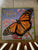 Butterfly puzzle