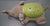 SwaddleMe Slumber Buddies Soother Battery-operated plushie, plays 5 songs/sounds & projects stars