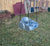 Silver Toddler Car Swing with Seat Belt Clean, Gently Used