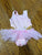 Seed Swan tutu pink bathing suit 6-12 mo 6-9 Months