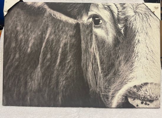 Brand New Cow Canvas Picture. 24 in. By 16 in. Has minor scrapes, barely noticeable bc it blends in with the cow