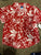 Old navy Red floral button up short sleeve top Brand new with tags 18-24 Months